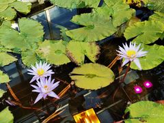 -国家植物园南园