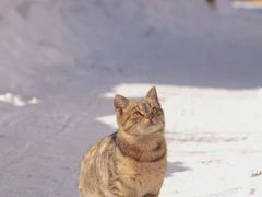 -横道河子东北虎林园
