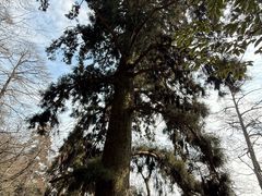 -天目山大树王景区