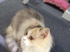 iphone_upload_pic-喵的天空名猫咖啡馆·撸猫·猫舍·用品