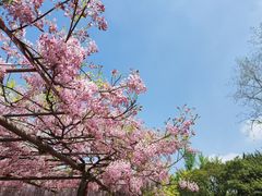 -嘉定紫藤园