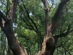 -徐家汇源景区-衡山公园