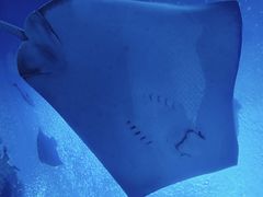 -珠海长隆海洋王国