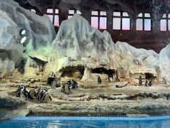 -帝企鹅自助餐厅•儿童岛•真企鹅(长隆企鹅酒店)