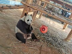 -西霞口神雕山野生动物世界