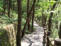 -铁山坪森林公园