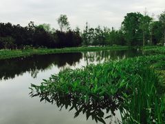 -白鹭湾湿地公园