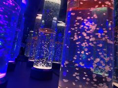 -海合安成都极地海洋公园