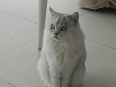 -怪兽屋·羊驼·猫咖·狗咖(俊华广场店)