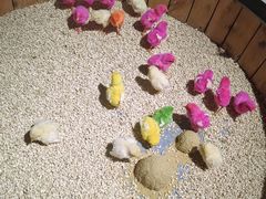 -萌宠奇缘(荣鼎店)