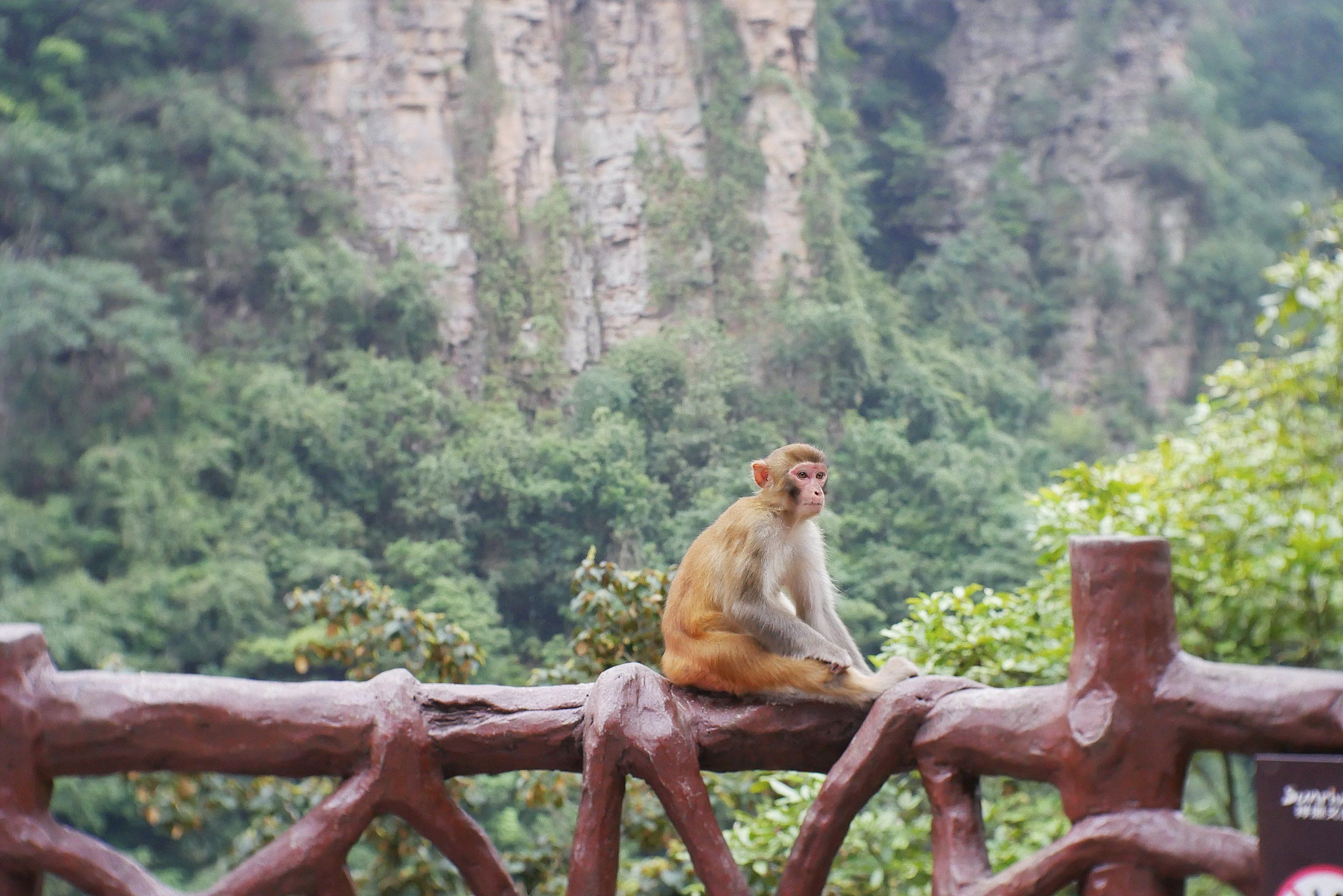 张家界国家森林公园的猴子好松弛