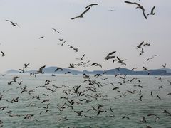 -海驴岛(荣成市)