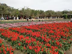 -丹樱生态园