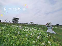 -大塘金香草谷