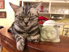 -猫色咖啡·猫咖