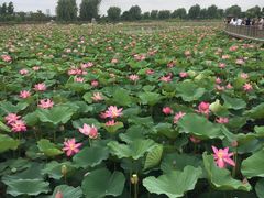 -羊亭河湿地公园