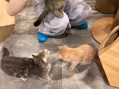 -楼上猫咖(罗湖店)