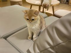 -猫腻·猫咖·撸猫馆(星光大道店)