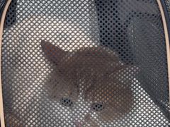 -四月宠物医院·猫专科·心脏专科·内科(转塘店)