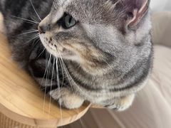 -怪兽屋·羊驼·猫咖·狗咖(俊华广场店)