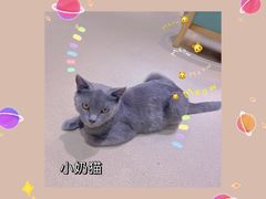 -藏猫猫咖啡主题馆(中央大道店)