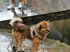 -婺源梦里老家大型山水实景演出