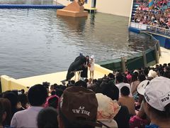 -秦皇岛乐岛海洋王国