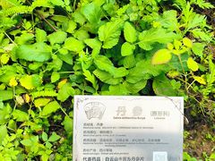 -广州神农草堂中医药博物馆