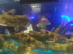 -SEA西雅图海鲜自助餐厅(海乐世界店)