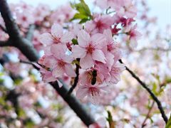 -顾村公园