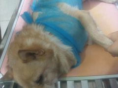 -瑞派福兴宠物医院犬猫全科·骨科·中西医结合(河东店)