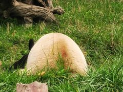 -卧龙中华大熊猫苑神树坪基地