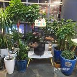 长沙必吃–会喷火的剁椒鱼头🐟
