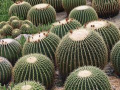 -中国科学院华南植物园