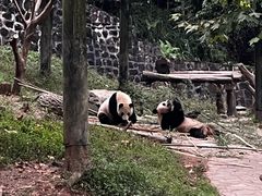 -都江堰中华大熊猫苑
