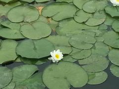 android_upload_pic-新江湾城公园