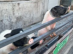 -北京鹿世界主题园