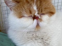 -喵屿·大理花园猫咖