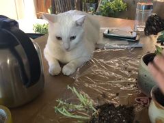 -Bai Meow法式西点咖啡