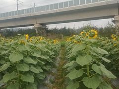 -光明小镇欢乐田园