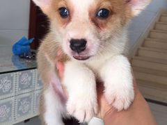 -1013 PET SHOP 宠物商店(近铁城市广场店)