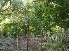 -呀路古热带植物园