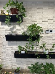 -青青一生美皮肤管理