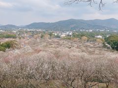 -香雪海