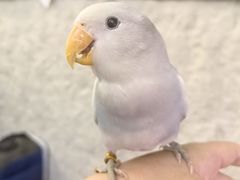 -吉丁鸟咖·异宠·寄养