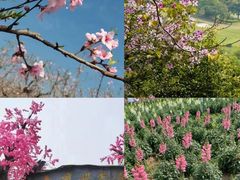 -天适樱花悠乐园