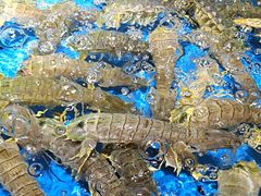 -徐记海鲜(大雁塔|金都店)