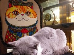 -more than meow吴止猫主题餐厅(承德 中船汇店)