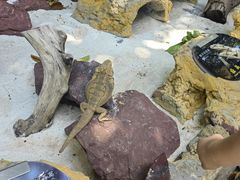 -广州长隆飞鸟乐园