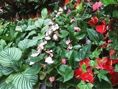 -秦美花卉(天朗·莱茵小城2期店)